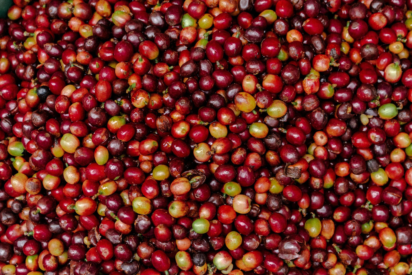 Colombia Carolina Ramirez Black Honey